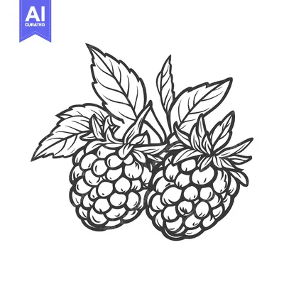 Popular premium asset: Two raspberries with leaves depicted in a black and white image