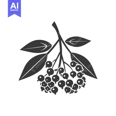 Aset desain premium: Black and White Illustration of a Branch of Berries