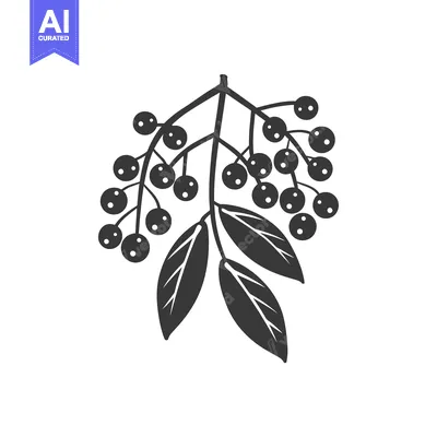 Popular premium asset: Black and White Illustration of a Branch with Berries and Leaves