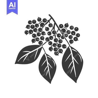 Aset premium populer: Black and White Illustration of a Branch with Berries and Leaves