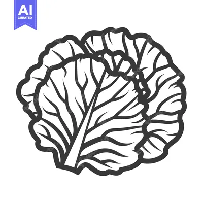 Aset premium populer: Black and White Illustration of a Cabbage Head