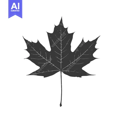 Premium design asset: Black and White Illustration of a Single Maple Leaf
