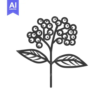 Popular premium asset: Black and White Illustration of a Sprig of Berries with Leaves