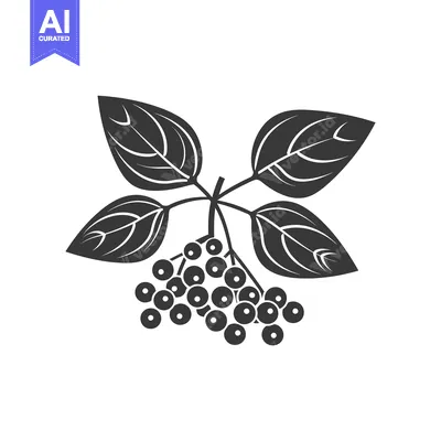 Aset premium populer: Black and White Illustration of a Sprig of Elderberries