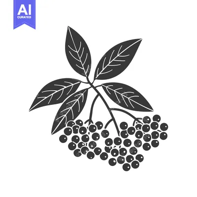 Aset premium populer: Black and White Illustration of Elderberry Branch with Berries