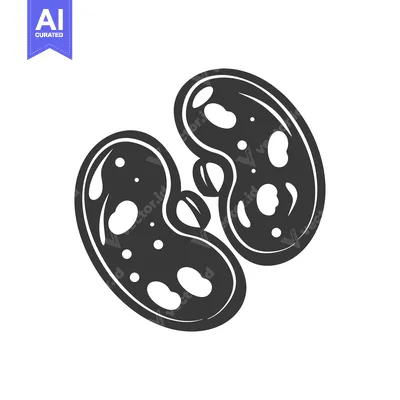 Premium design asset: Black and White Illustration of Human Kidneys