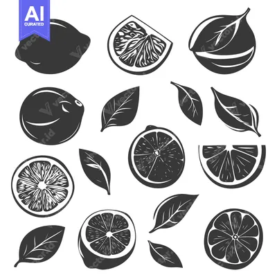 Black and White Illustrations of Lemons and Leaves