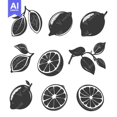 Aset premium populer: Black and White Illustrations of Lemons and Lemon Slices