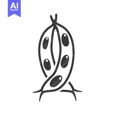 Aset desain premium: Black and White Line Drawing of a Bean Pod with Beans