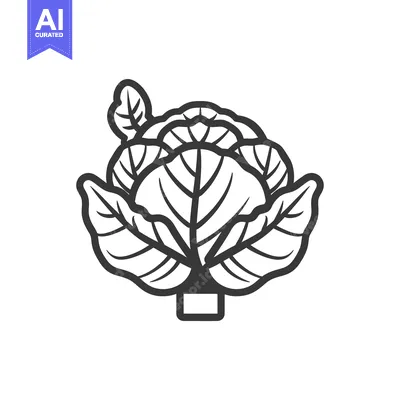 Aset desain premium: Black and White Line Drawing of a Cabbage