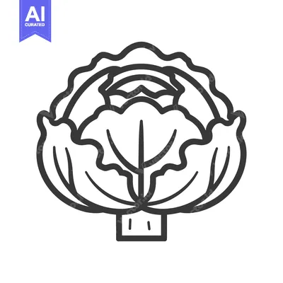Aset premium populer: Black and White Line Drawing of a Cabbage