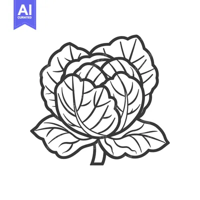 Popular premium asset: Black and White Line Drawing of a Cabbage