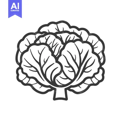 Aset premium populer: Black and White Line Drawing of a Cabbage Head