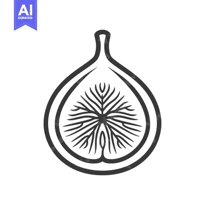 Aset premium populer: Black and white line drawing of a halved fig