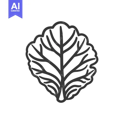 Aset desain premium: Black and White Line Drawing of a Single Cabbage Leaf