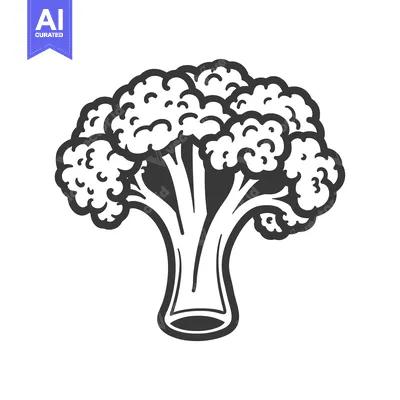 Premium design asset: Black and White Line Drawing of a Single Head of Broccoli