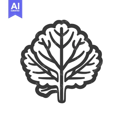 Aset desain premium: Black and White Outline Drawing of a Cabbage Leaf