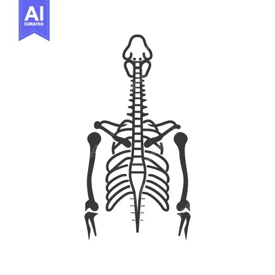 Popular premium asset: Black and White Outline of Upper Human Skeleton