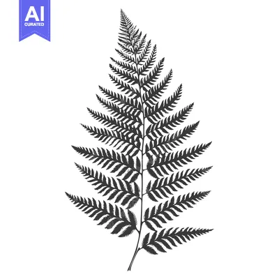 Aset desain premium: Black and White Silhouette of a Fern Leaf