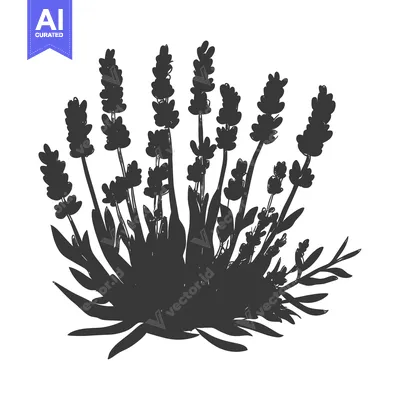 Black and White Silhouette of a Lavender Bush