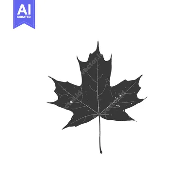 Popular premium asset: Black and White Silhouette of a Maple Leaf