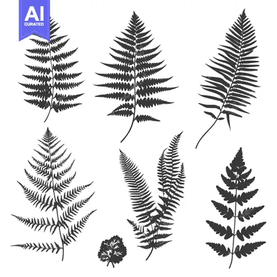 Aset premium populer: Black and White Silhouettes of Various Fern Leaves