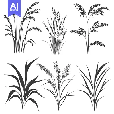 Aset desain premium: Black and White Silhouettes of Various Grass Species
