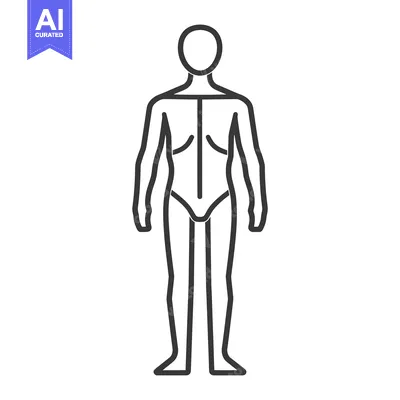 Aset premium populer: A simple line drawing depicting the front of a human body