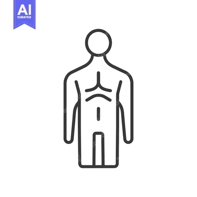 Aset premium populer: A simple linear depiction of the human body from the back