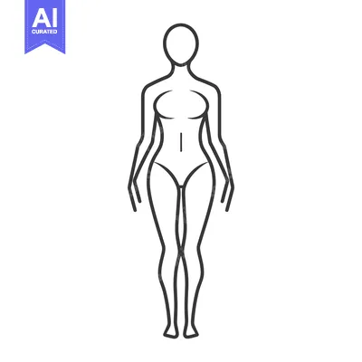 Premium design asset: A line drawing illustration showing the front view of a human body