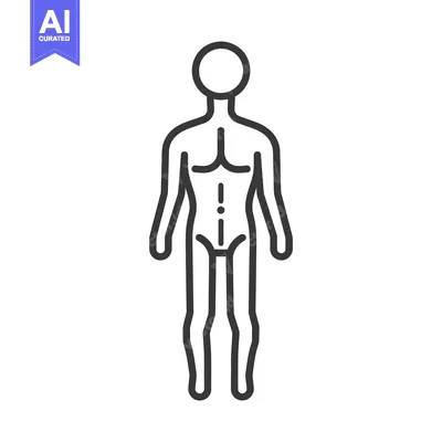 Aset desain premium: Simple illustration depicts the human body in a standing posture