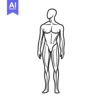 Popular premium asset: A detailed anatomical outline depicting a human body standing upright