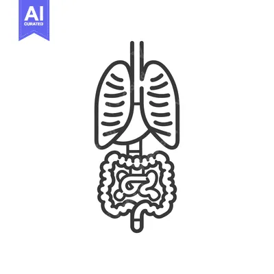 Premium design asset: Simple line drawing of a human respiratory and digestive system