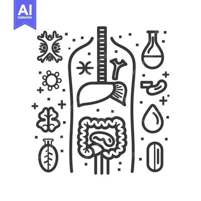 Illustration depicting the human anatomy with various internal organs