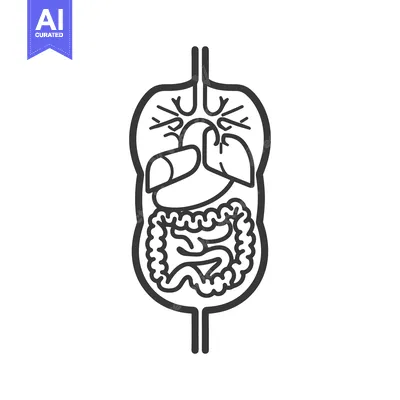 Aset premium populer: A schematic black and white illustration of human internal organs