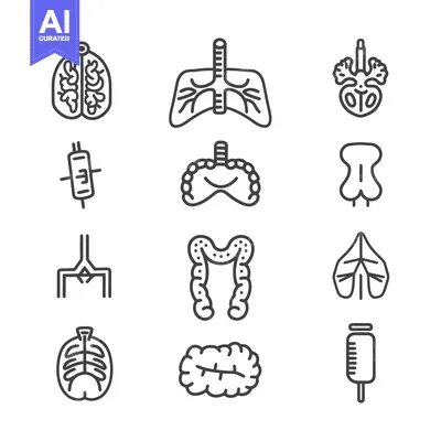 Aset premium populer: Outlined Diagrams Representing Various Human Internal Bodily Systems
