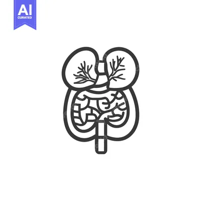 Aset premium populer: An artistic line drawing depicting the human internal digestive system