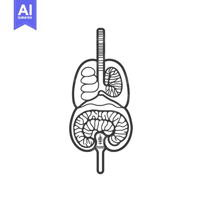 Aset premium populer: A schematic black and white diagram of human internal organs