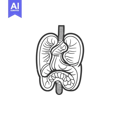 Aset premium populer: An Illustration of the Internal Human Digestive and Respiratory System