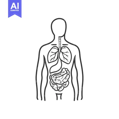 Aset premium populer: Human body diagram showing internal organs in a simplified outline for