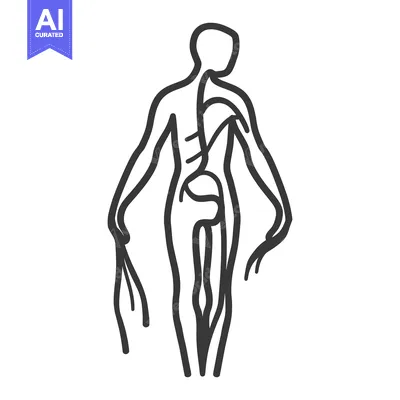 Aset desain premium: A schematic illustration depicting the human skeletal and nervous syst