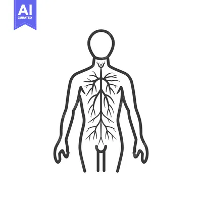 The human body schematic showing neural network illustration black out