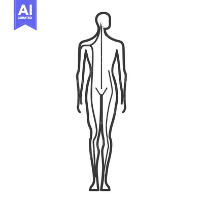 Aset premium populer: Simplified anatomical illustration depicts the back view of a human fi