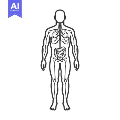 Aset premium populer: A human body diagram illustrating the internal organs and skeleton