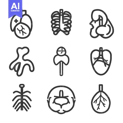 Aset desain premium: Minimalist outline drawings depicting various internal human body orga