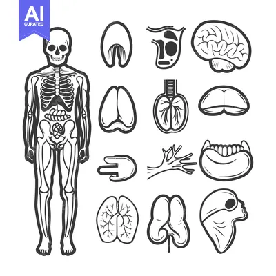 Aset desain premium: A black and white skeletal human model with internal organ illustratio