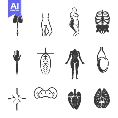 Popular premium asset: Simplified anatomical diagrams depicting various human organs and skel