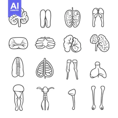 Premium design asset: Simplified anatomical illustrations depicting various parts of the hum