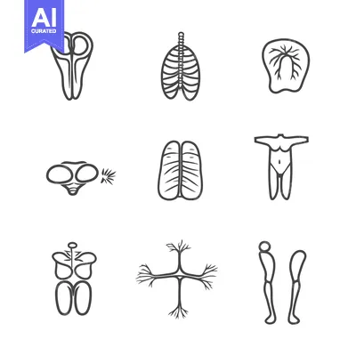 Popular premium asset: Simplified illustrations of human anatomy and related biological syste