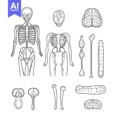 Popular premium asset: Detailed black and white illustration depicting human skeletal and org